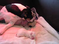 Geboorte van het tweede pupje, eerstgeboren Jack Russell reutje ligt op de voorgrond. 