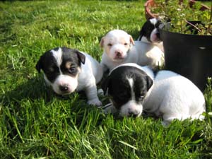de vier jack russel puppy's samen