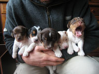 Dit zijn de vijf Jack Russell Terriër pups van het nestje dat geboren is op 2 december 2008.