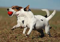 Twee honden spelen met elkaar